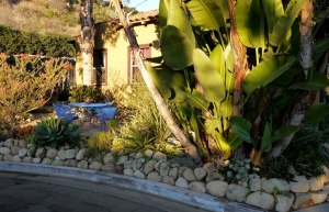 Front yard of water-wise garden at sunset