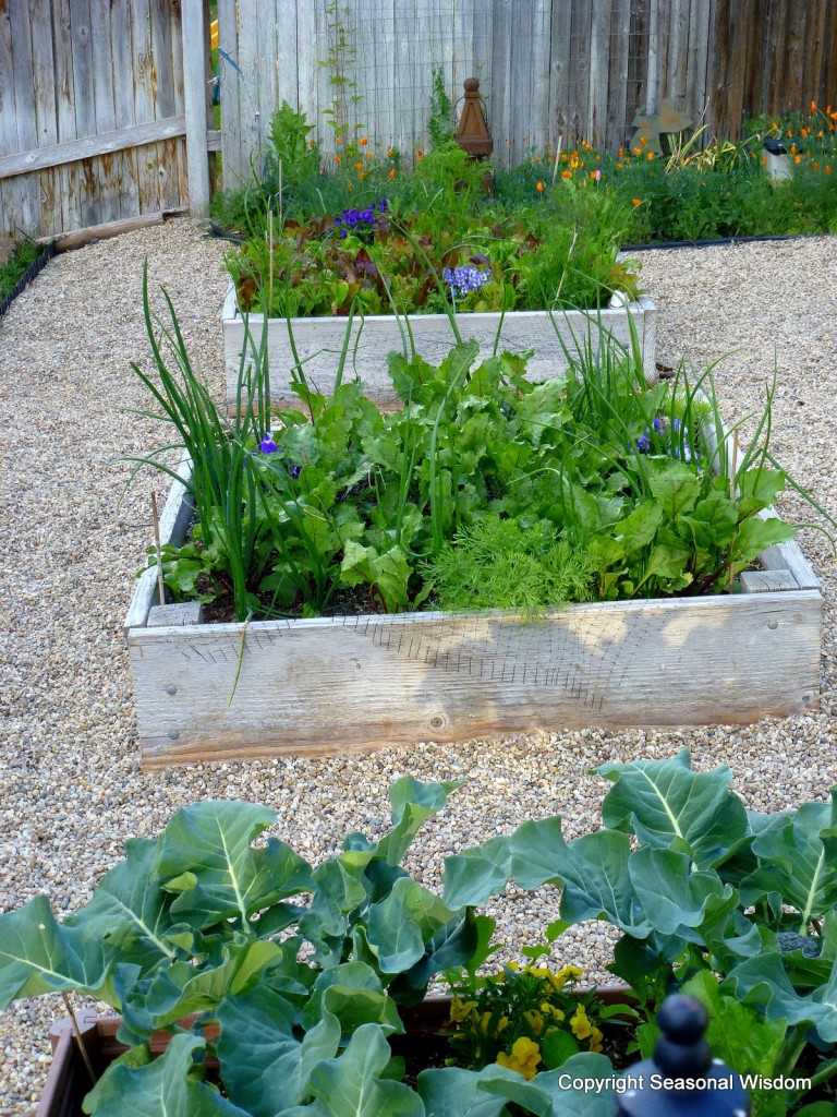 Cool-Season Veggies to Harvest Now