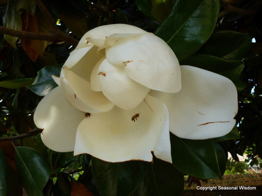 A Garden Tour of Mount Vernon