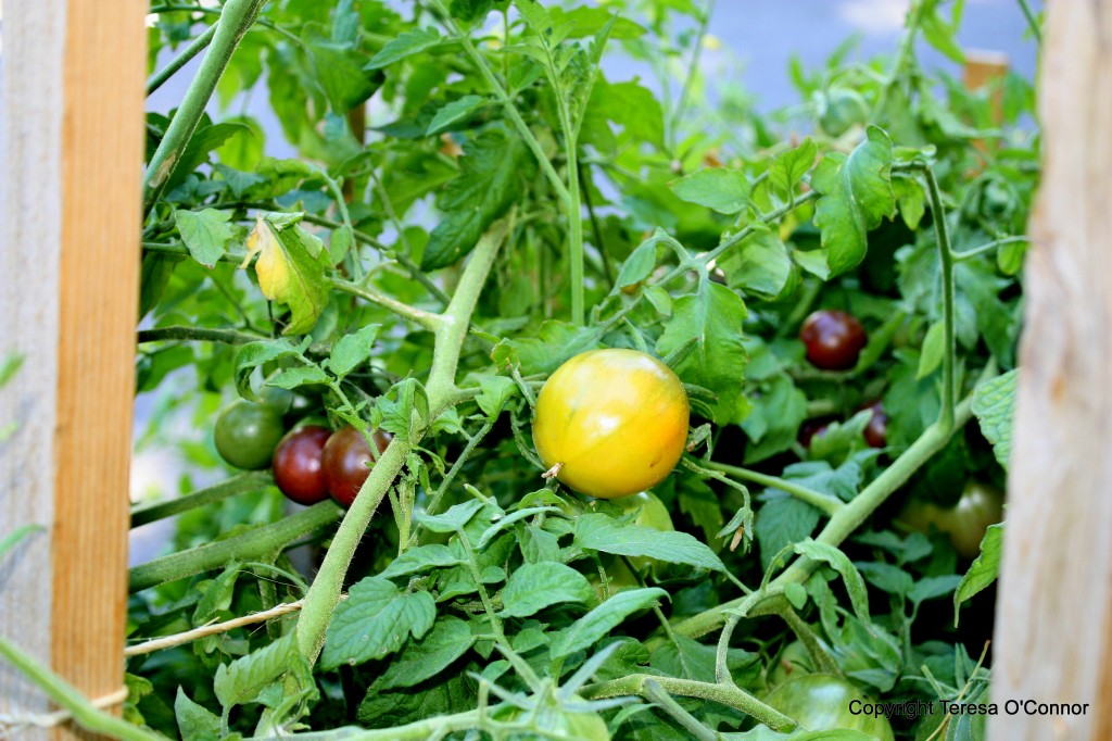 A Quick Guide to Growing Healthy Tomatoes