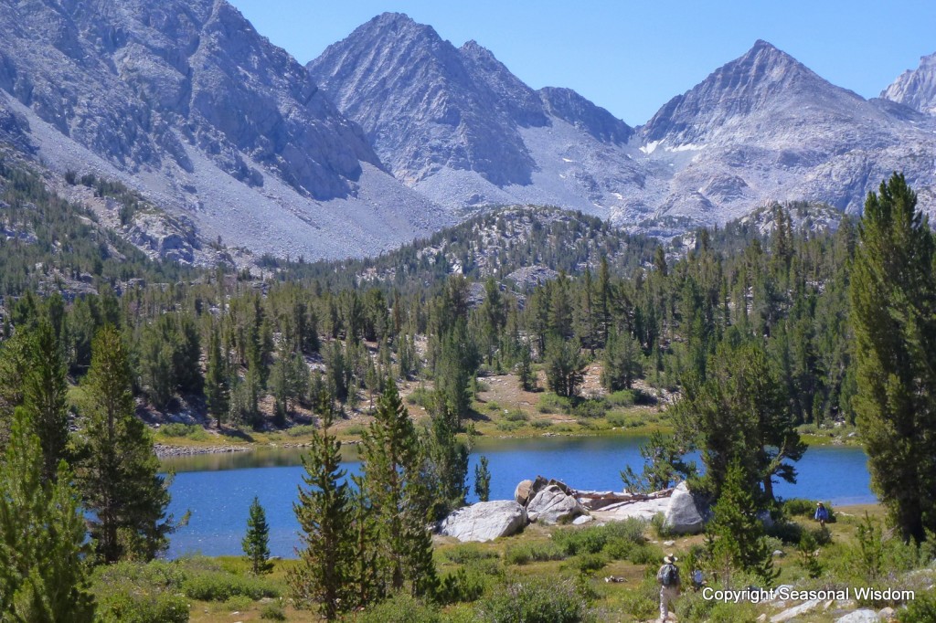 Wildflowers of the Eastern Sierras