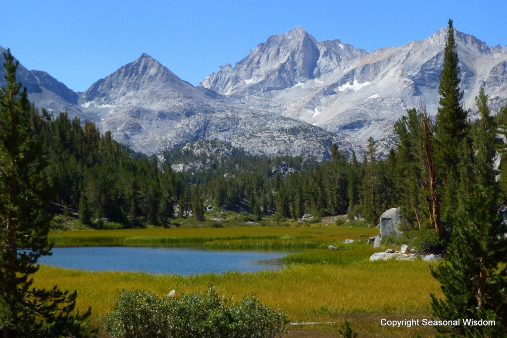 Wildflowers of the Eastern Sierras