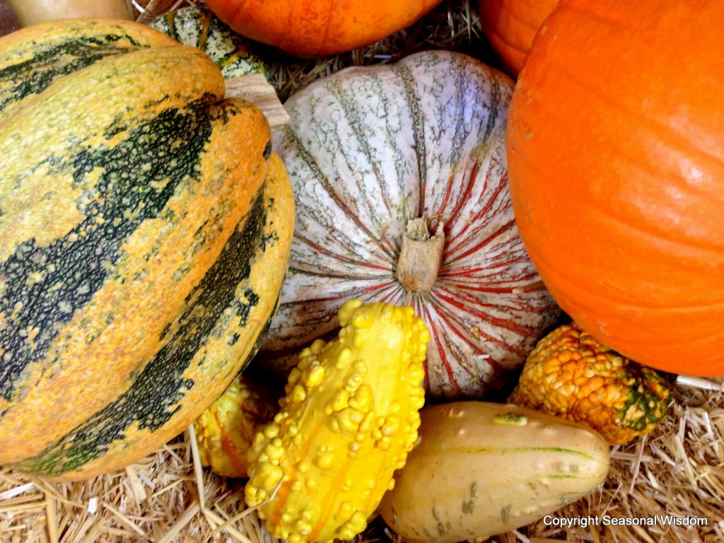 Unusual Pumpkins, Winter Squashes, Gourds